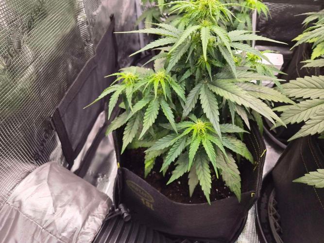 Milky Way F1 Automatic by RQS. Week 5 - Day 35