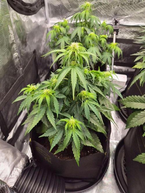 Milkyway F1 + Critical Automatic. Week 5