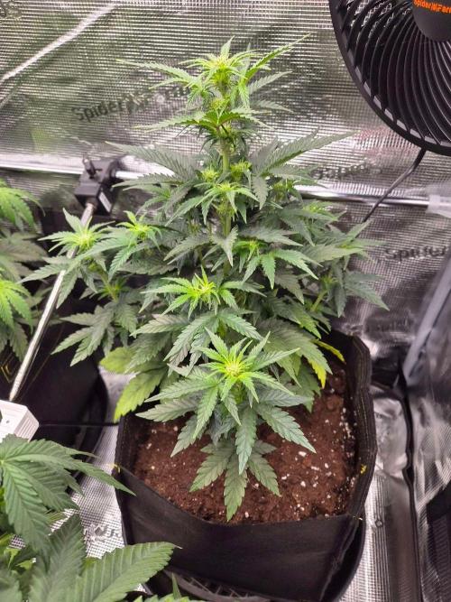 Milkyway F1 + Critical Automatic. Week 5
