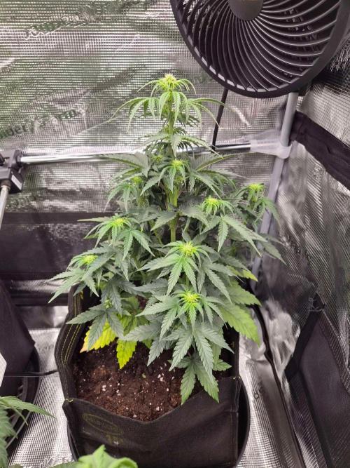 Milkyway F1 + Critical Automatic. Week 5