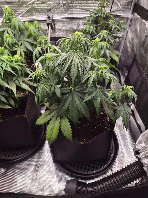Milkyway F1 + Critical Automatic. Week 5