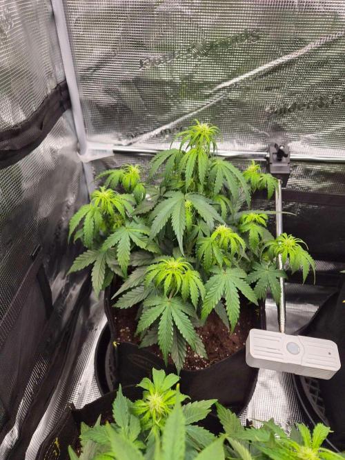 Milky Way F1 Automatic by RQS. Week 5