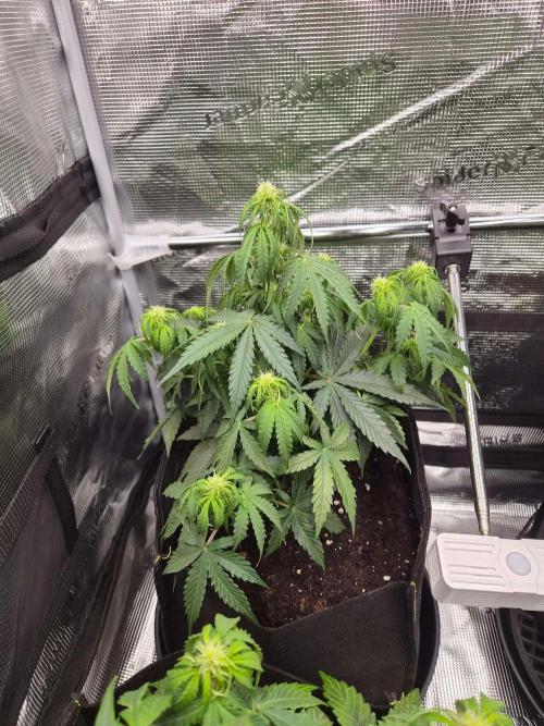 Milky Way F1 Automatic by RQS. Week 5