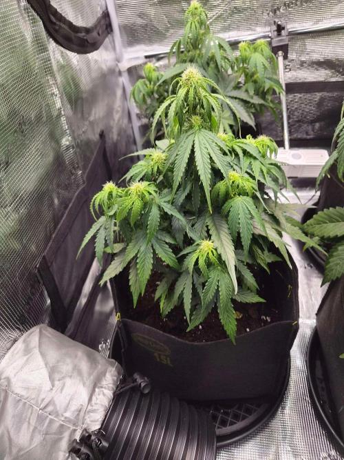 Milky Way F1 Automatic by RQS. Week 5