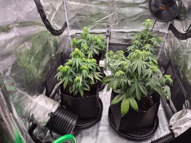 Milky Way F1 Automatic by RQS. Week 5 - Day 37