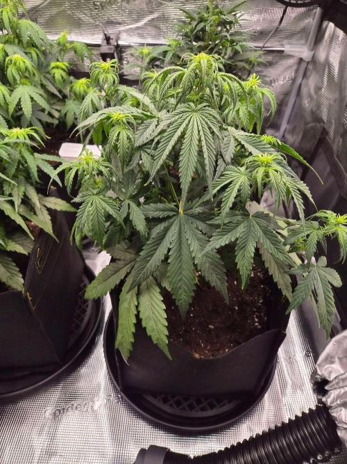 Zamnesia's Critical Automatic. Week 5