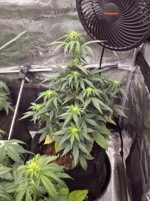 Milkyway F1 + Critical Automatic. Week 5