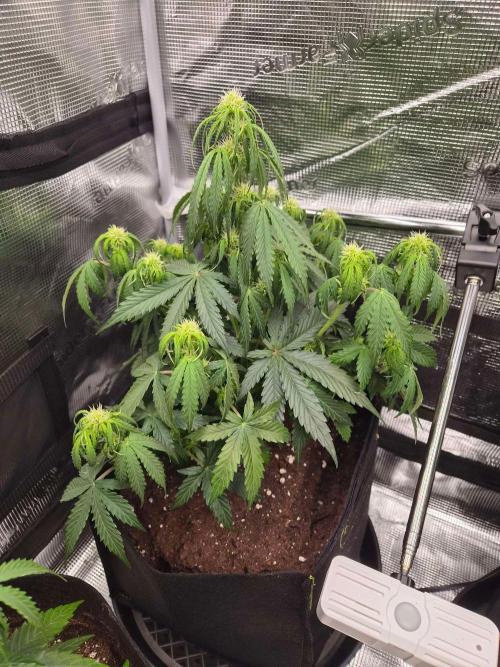 Milkyway F1 + Critical Automatic. Week 5