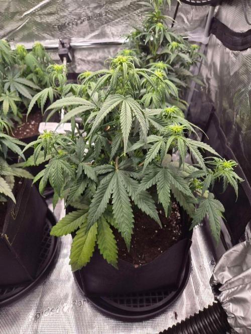 Milkyway F1 + Critical Automatic. Week 5