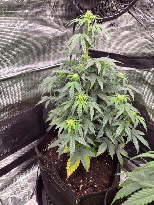 Milkyway F1 + Critical Automatic. Week 5