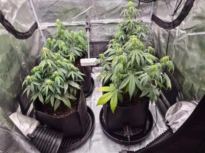 Milkyway F1 + Critical Automatic. Week 5