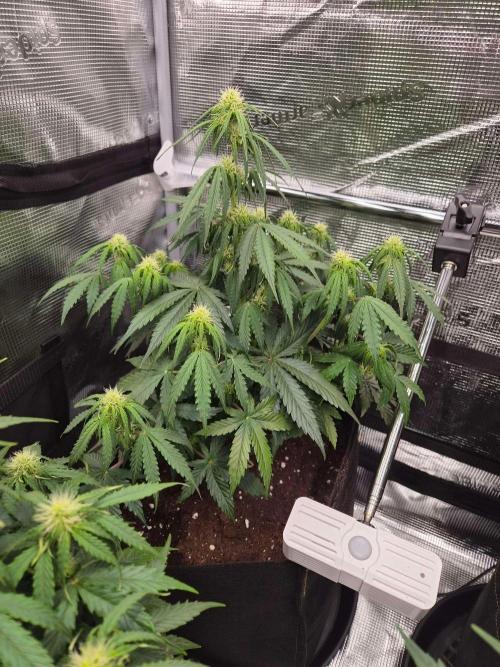 Milkyway F1 + Critical Automatic. Week 5