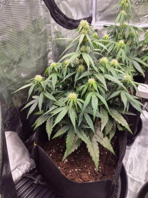 Milkyway F1 + Critical Automatic. Week 5