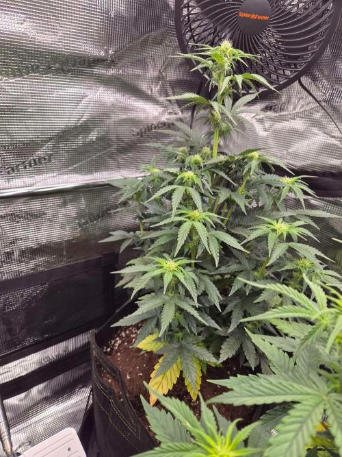 Milkyway F1 + Critical Automatic. Week 5