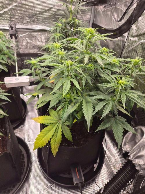 Milkyway F1 + Critical Automatic. Week 5