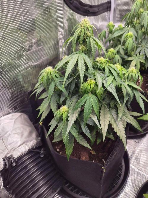 Milky Way F1 Automatic by RQS. Week 5