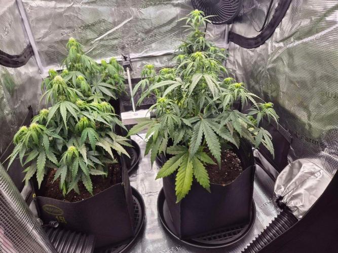 Milky Way F1 Automatic by RQS. Week 5