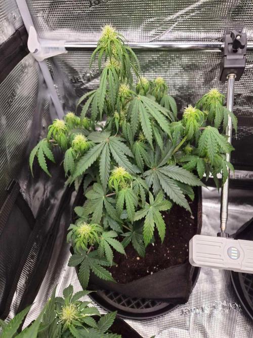 Milky Way F1 Automatic by RQS. Week 5