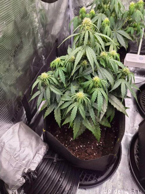 Milky Way F1 Automatic by RQS. Week 5