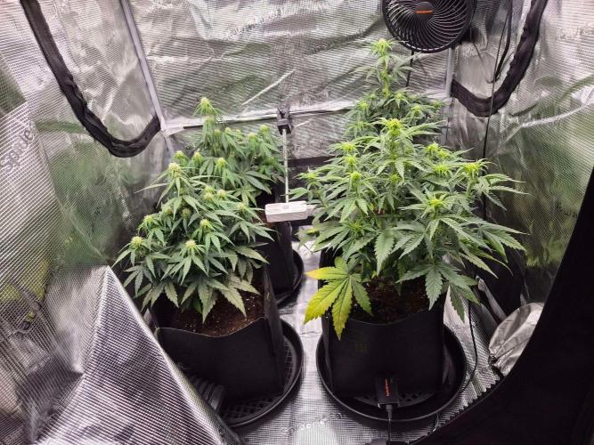 Milky Way F1 Auto. Week 5