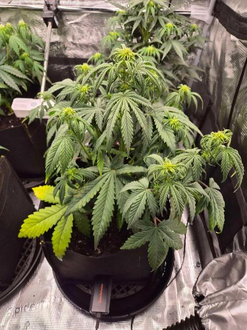 Zamnesia's Critical Automatic. Week 5