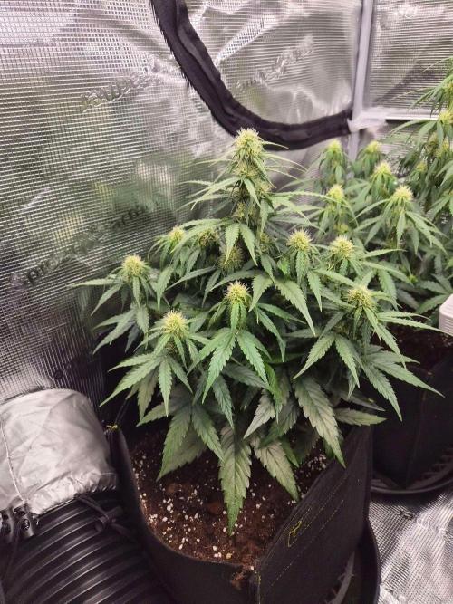 Milkyway F1 + Critical Automatic. Week 6