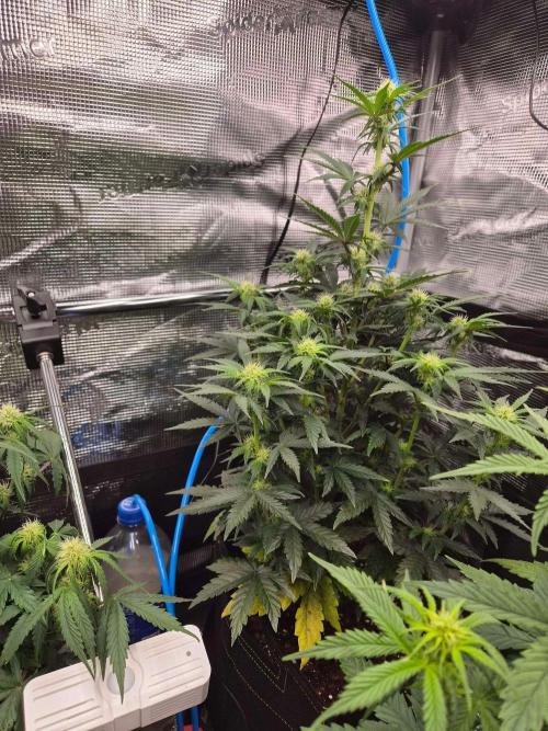 Milkyway F1 + Critical Automatic. Week 6