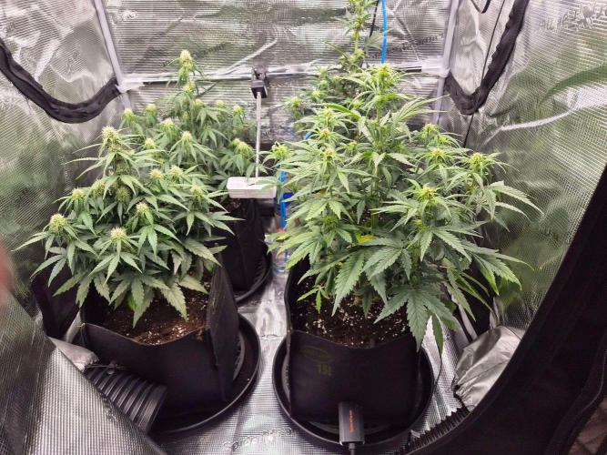 Milkyway F1 + Critical Automatic. Week 6 - Day 43