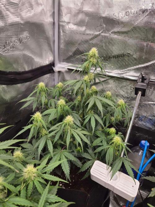 Milky Way F1 Automatic by RQS. Week 6 - Day 43
