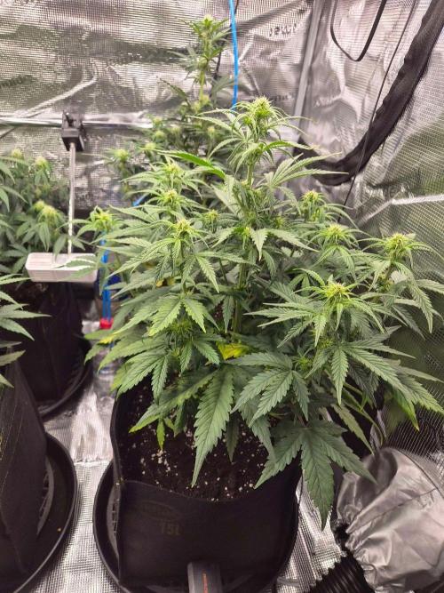 Zamnesia's Critical Automatic. Week 6 - Day 43