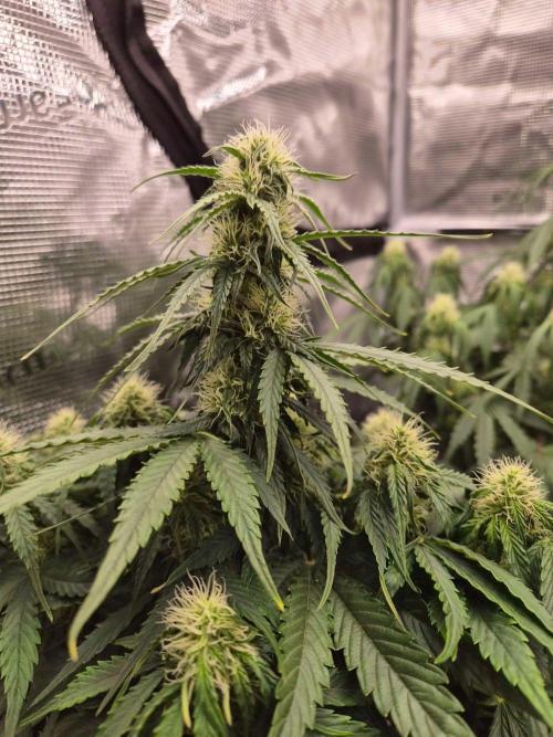 Milkyway F1 + Critical Automatic. Week 6