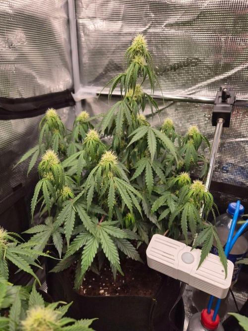 Milkyway F1 + Critical Automatic. Week 6