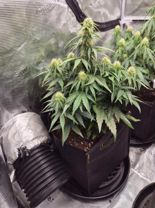Milkyway F1 + Critical Automatic. Week 6