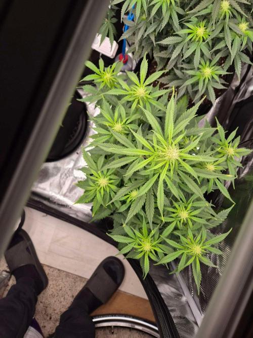 Milkyway F1 + Critical Automatic. Week 6