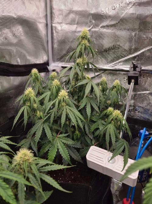 Milkyway F1 + Critical Automatic. Week 6