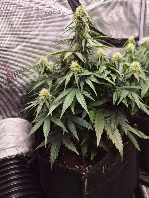 Milkyway F1 + Critical Automatic. Week 6