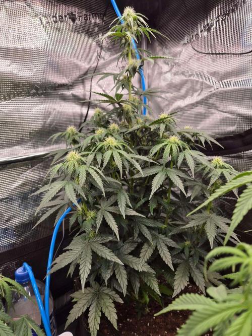 Milkyway F1 + Critical Automatic. Week 6