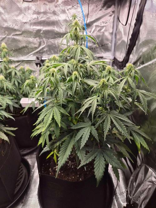 Milkyway F1 + Critical Automatic. Week 6