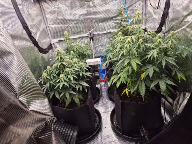 Milkyway F1 + Critical Automatic. Week 6