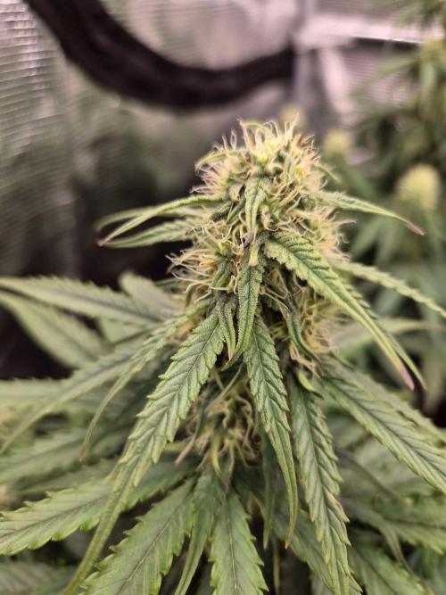 Milkyway F1 + Critical Automatic. Week 6