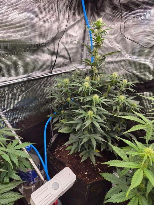 Milkyway F1 + Critical Automatic. Week 6