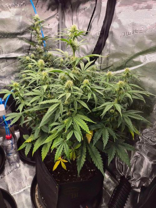 Milkyway F1 + Critical Automatic. Week 6