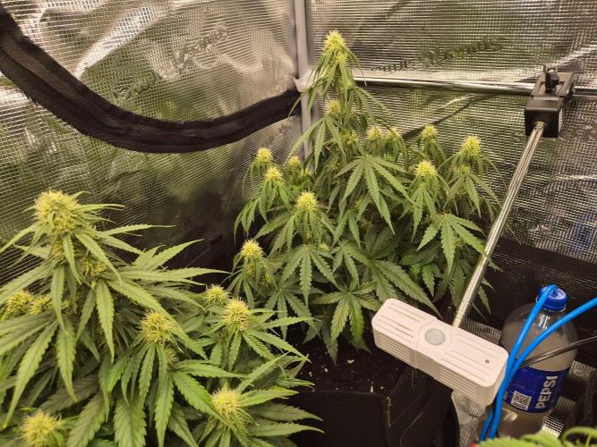 Milky Way F1 Automatic by RQS. Week 6