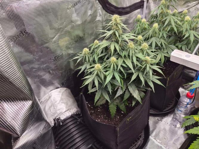 Milky Way F1 Automatic by RQS. Week 6