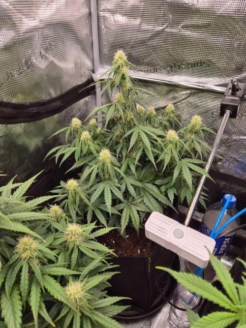 Milky Way F1 Automatic by RQS. Week 6