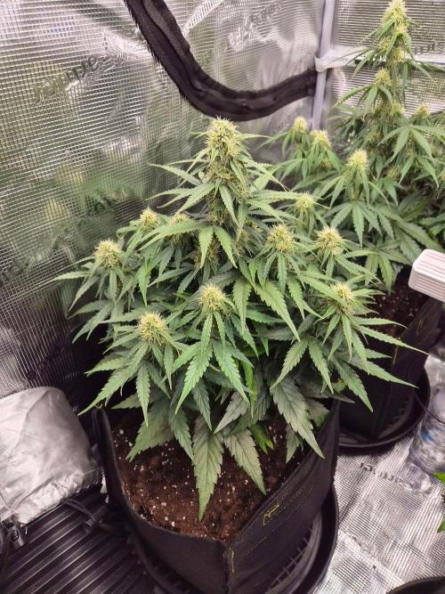 Milky Way F1 Automatic by RQS. Week 6