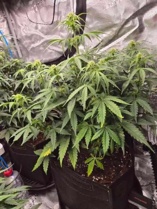 Zamnesia's Critical Automatic. Week 6
