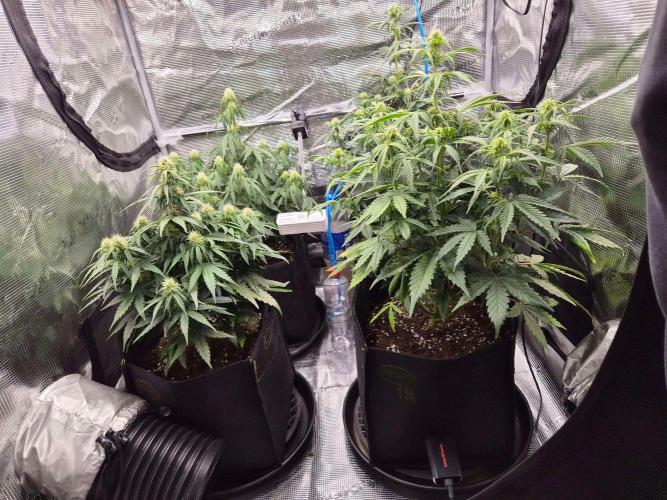 Zamnesia's Critical Automatic. Week 6
