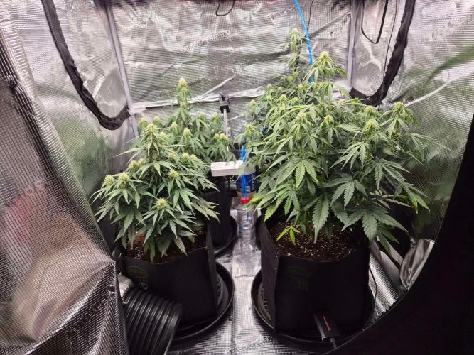 Zamnesia's Critical Automatic. Week 6