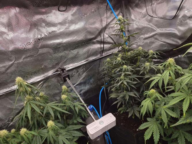 Zamnesia's Critical Automatic. Week 6